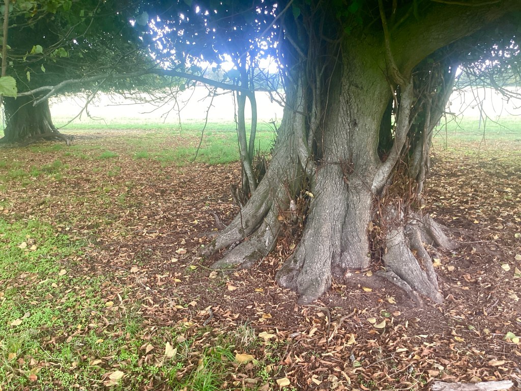 You can just see Chequers, the Prime Minister’s hideaway, above the horizontal branch. I took another shot of the open field and group of trees, but there are too many beautiful shots to post them all!
