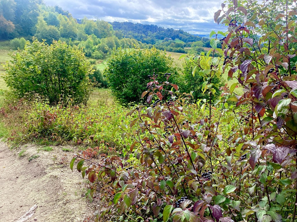 Grangelands and Pulpit Hill Nature Reserve chalk slope