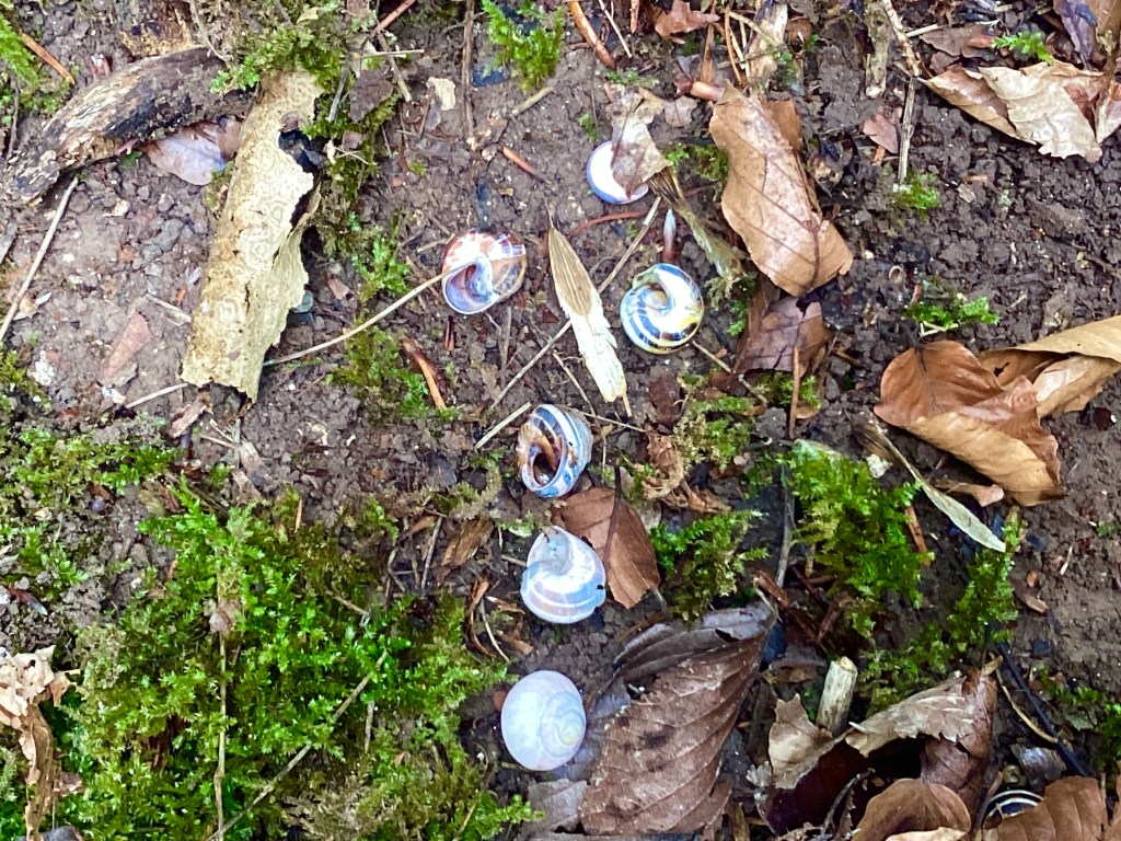 Grove snail shells in Grangelands and Pulpit Hill Nature Reserve. These woods are famous for orchids, but not in September.