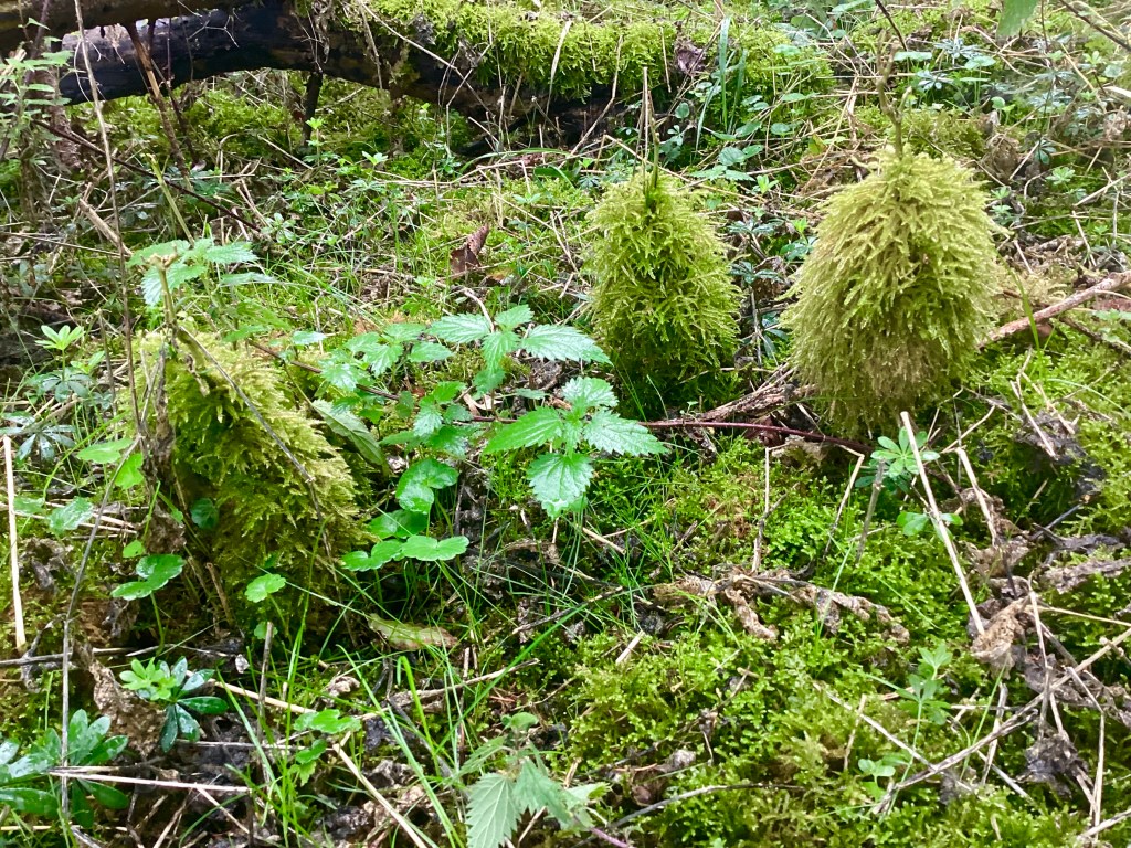 Rough-stalked Feather-moss growing on beech saplings